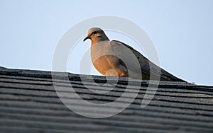 Mourning Dove on roof top, Athens, Georgia USA