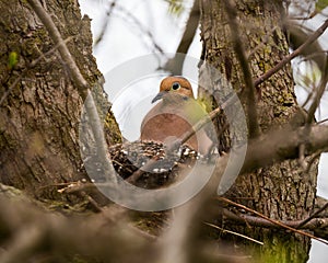 A mourning dove sits in the nest in a tree