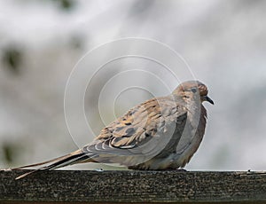 Mourning Dove Sitting on Wooden Fence