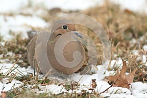 Mourning Dove in Snow