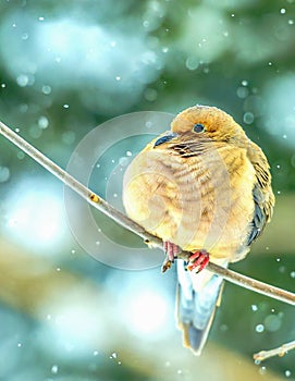 Mourning dove in snow