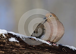 Mourning dove on snowy branch