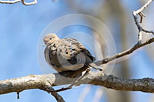 Mourning Dove Southwestern Ontario Canada