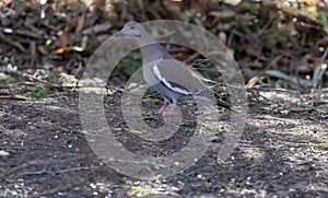 Mourning dove standing on the ground
