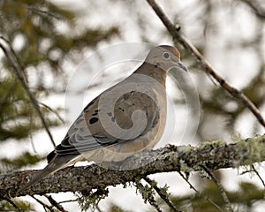 Mourning Dove Stock Photos. Close-up profile view perched with puffy feather plumage and a blur background in its environment and