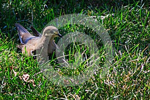 Mourning dove in sunlight on lawn