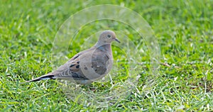 Mourning Dove, Turtle Dove (Zenaida macroura) in green grass feeding on seed scattered there.