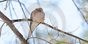 Mourning Dove, Turtle Dove Zenaida macroura on a tree branch.