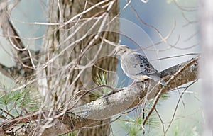 Mourning Dove, Turtle Dove Zenaida macroura on a tree branch.