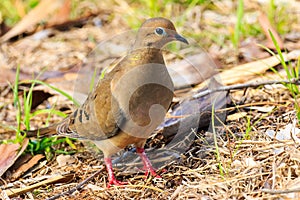 Mourning Dove in Venice Florida photo