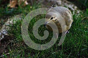 Mourning dove walking on the grass