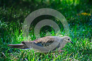 Mourning dove walking on the lawn