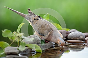 Mourning Dove at the Water Pool