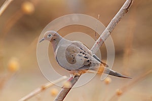 Mourning Dove Zenaida macroura