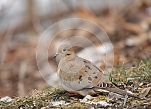 Mourning Dove (Zenaida macroura} photo