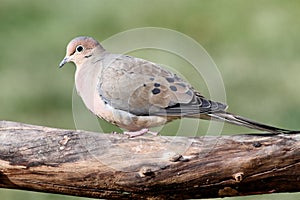 Mourning Dove (Zenaida macroura)