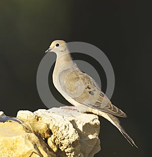 Mourning Dove, Zenaida macroura
