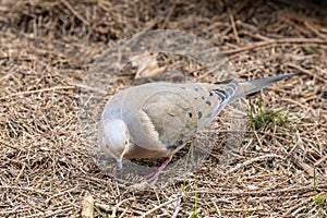 The mourning dove Zenaida macroura