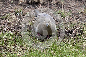 The mourning dove Zenaida macroura