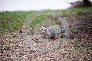 The mourning dove Zenaida macroura