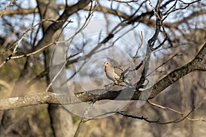 The mourning dove Zenaida macroura