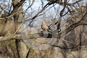 The mourning dove Zenaida macroura