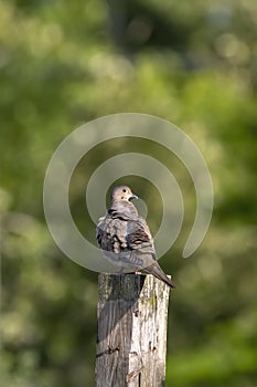 The mourning dove Zenaida macroura