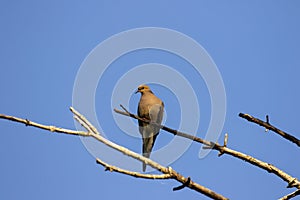 The mourning dove Zenaida macroura