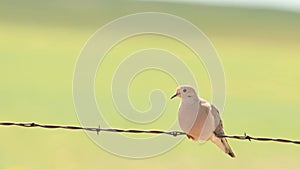 Mourning Dove Zenaida macroura