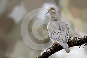 The mourning dove Zenaida macroura