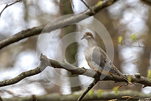 The mourning dove Zenaida macroura