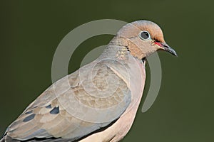 Mourning Dove (Zenaida macroura)