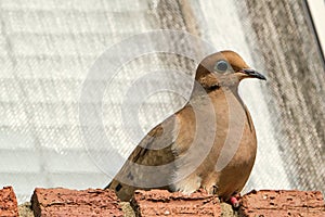 Mourning dove (Zenaida macroura)