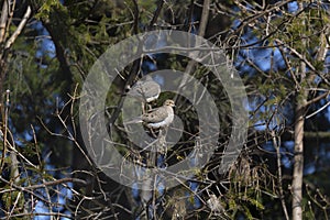 The mourning dove Zenaida macroura