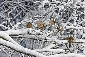 The mourning dove (Zenaida macroura)