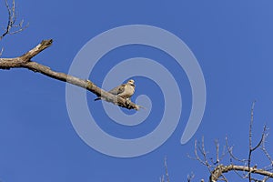 The mourning dove (Zenaida macroura)