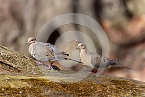 The mourning dove (Zenaida macroura)