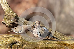 The mourning dove (Zenaida macroura)