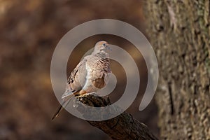 The mourning dove (Zenaida macroura)