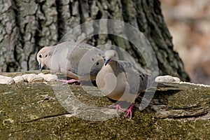 The mourning dove (Zenaida macroura)