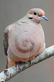 Mourning Dove (Zenaida macroura)