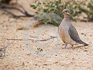 Mourning Dove Zenaida macroura