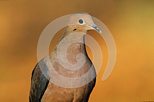 Mourning Dove (Zenaida macroura)