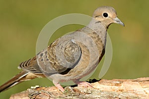 Mourning Dove (Zenaida macroura)