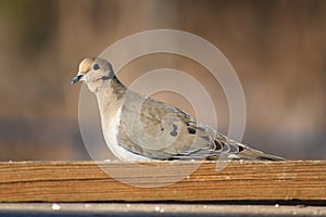 Mourning Dove (Zenaida macroura)