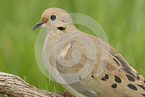 Mourning Dove (Zenaida macroura)