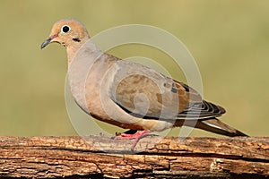 Mourning Dove (Zenaida macroura)