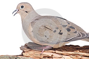 Mourning Dove Zenaida macroura