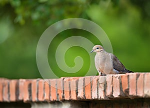 Mourning dove Zenaida macroura