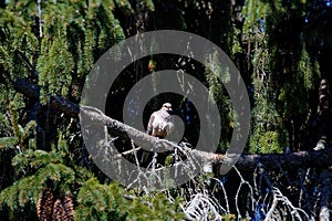 The mourning dove Zenaida macroura also known as the American mourning dove